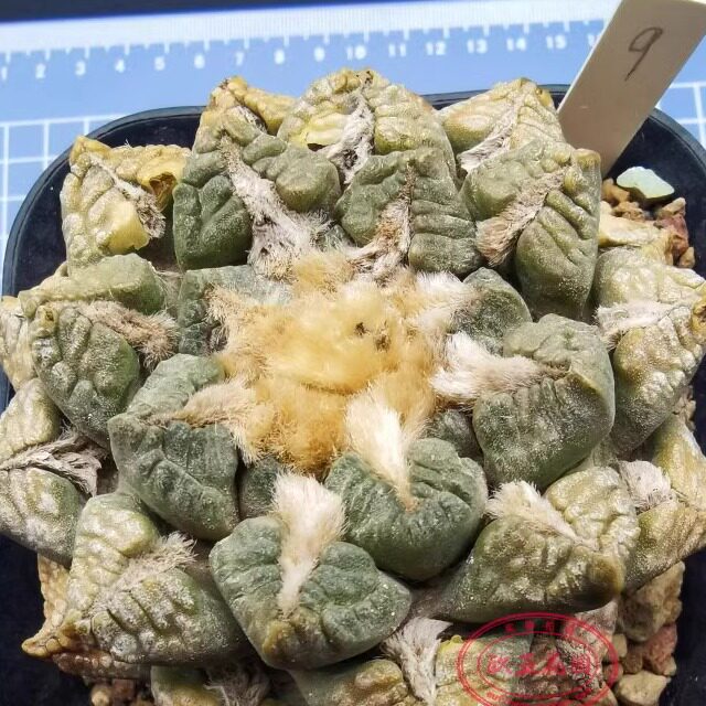 阳台仙人球欧亚原野美观容易