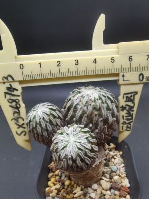 精巧丸实生输入群生三头孤品母本级可带盆包邮