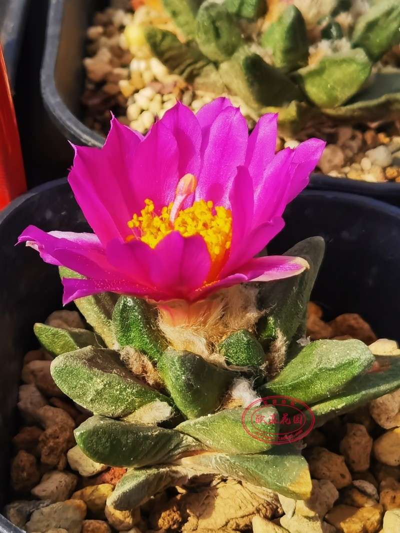 龙角实生进口仙人球紫红牡丹实生