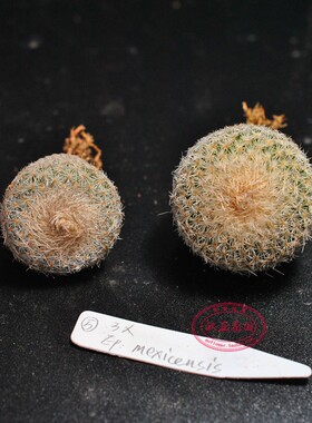 月世界属 实生输入仙人球 成株Epithelantha mexicensis