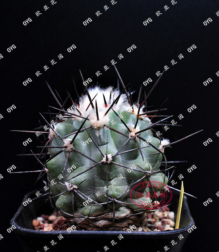 妖鬼玉 龙爪球属 名贵实生仙人球 黄花 自收种子copiapoa montana