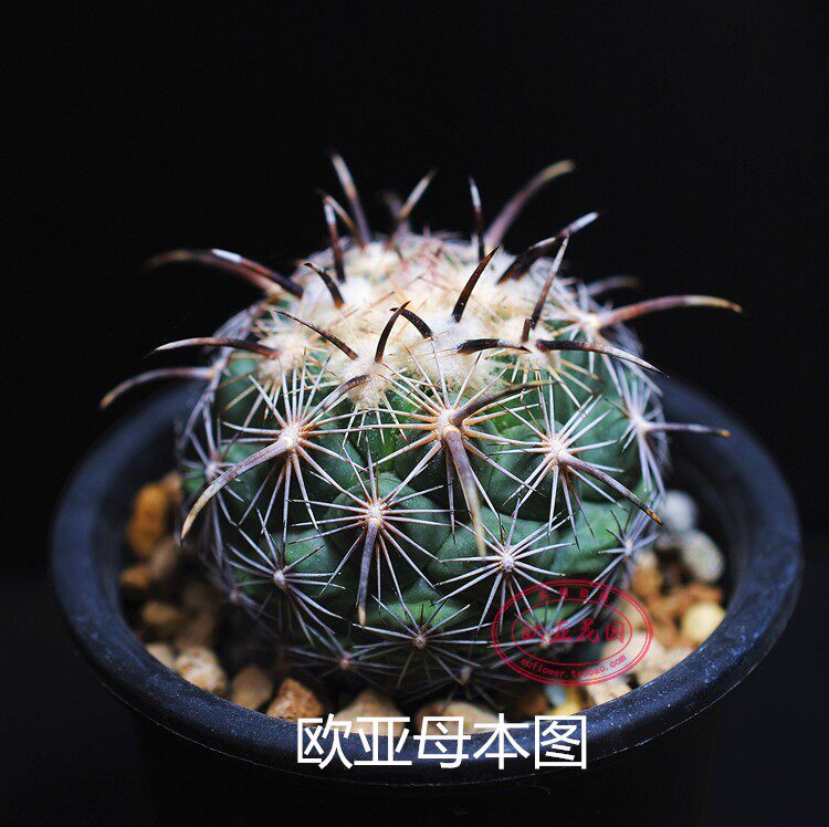 凤舞 进口实生仙人球开花株 小苗 顶花球  coryphantha kracikii