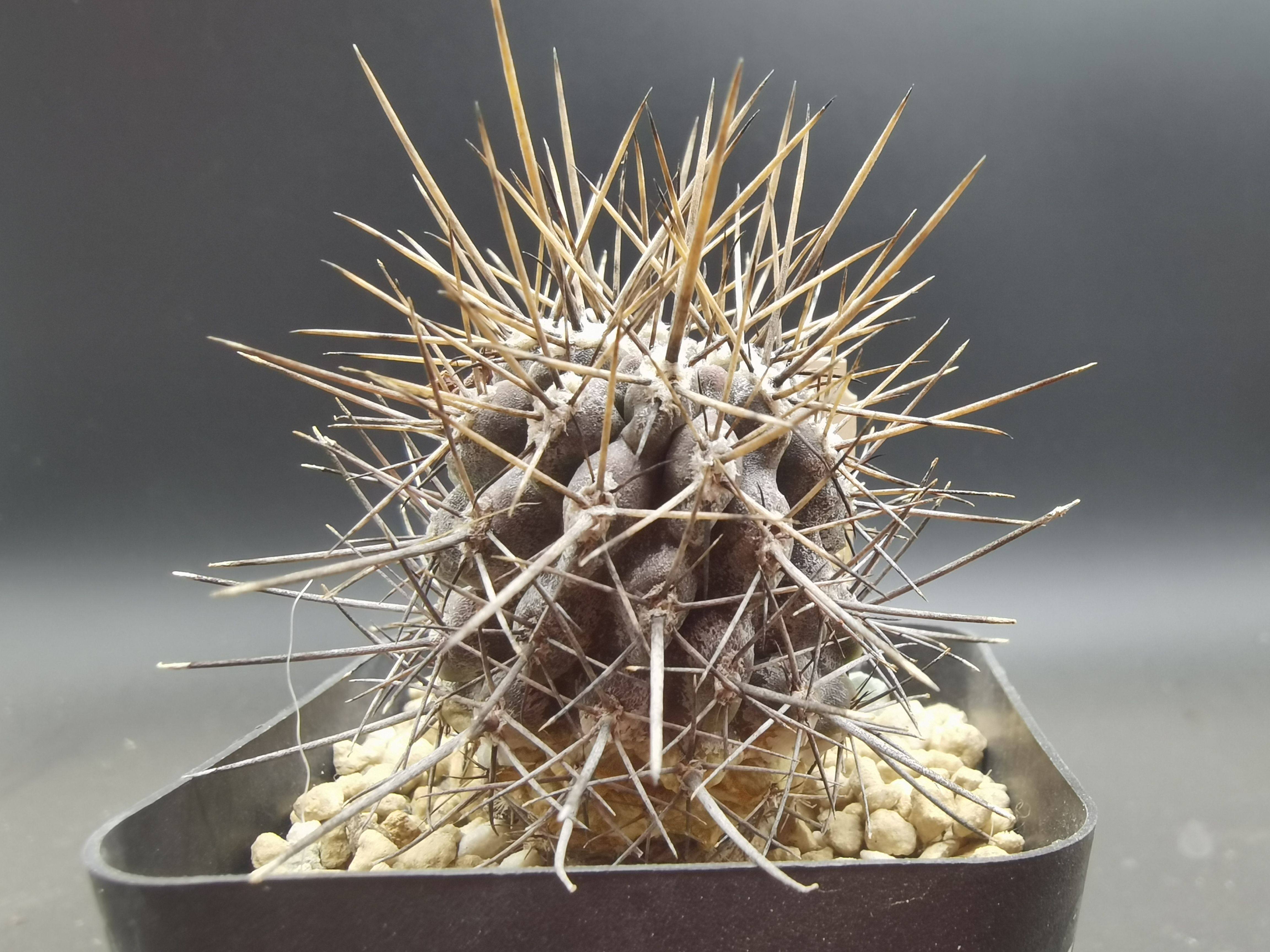 智利球属 美花赤红实生输入仙人球实生带牌