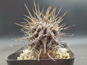 实生输入仙人球智利球极光球