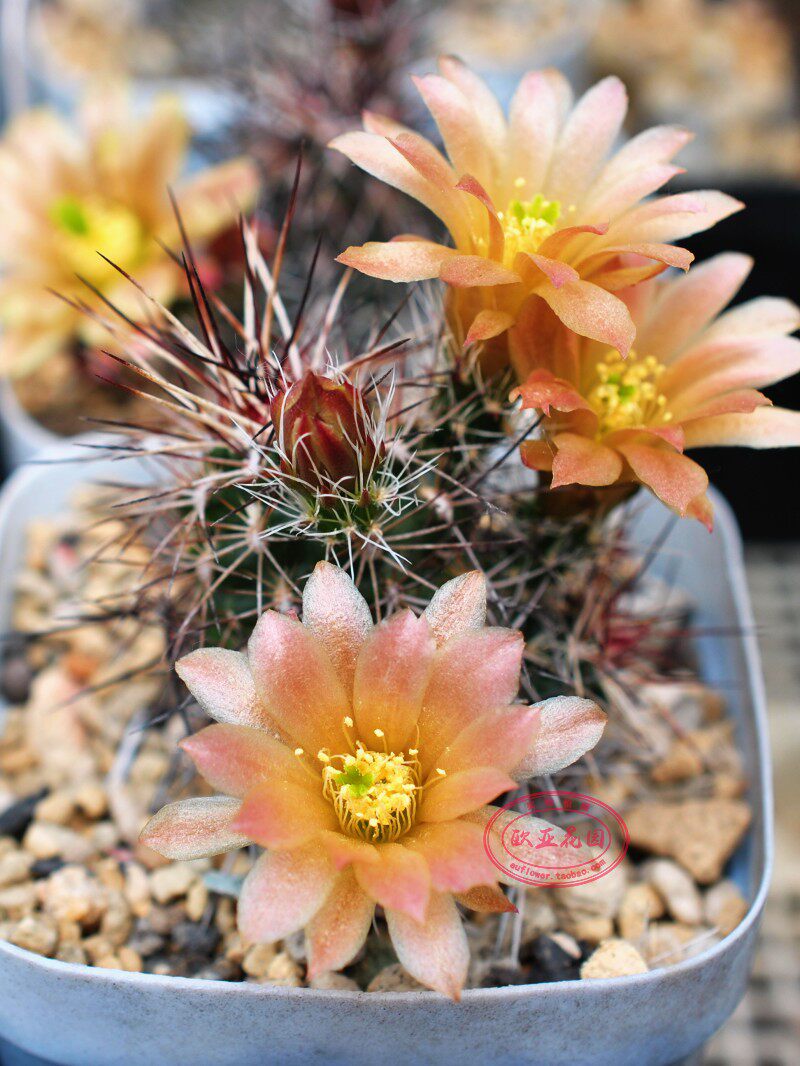 戴维斯达氏青花虾鹿角柱echinocereus viridiflorus var. davisii