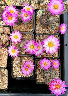 紫王子盆栽松球属仙人球Escobariaminima自收多肉植物仙人掌科