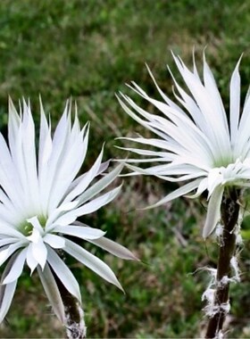 仙人掌科有刺花海胆属Setiechinopsis mirabilis 自收奇想丸小苗
