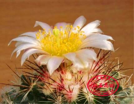 月华玉 月华玉属  实生 稀有仙人球 Pediocactus simpsonii