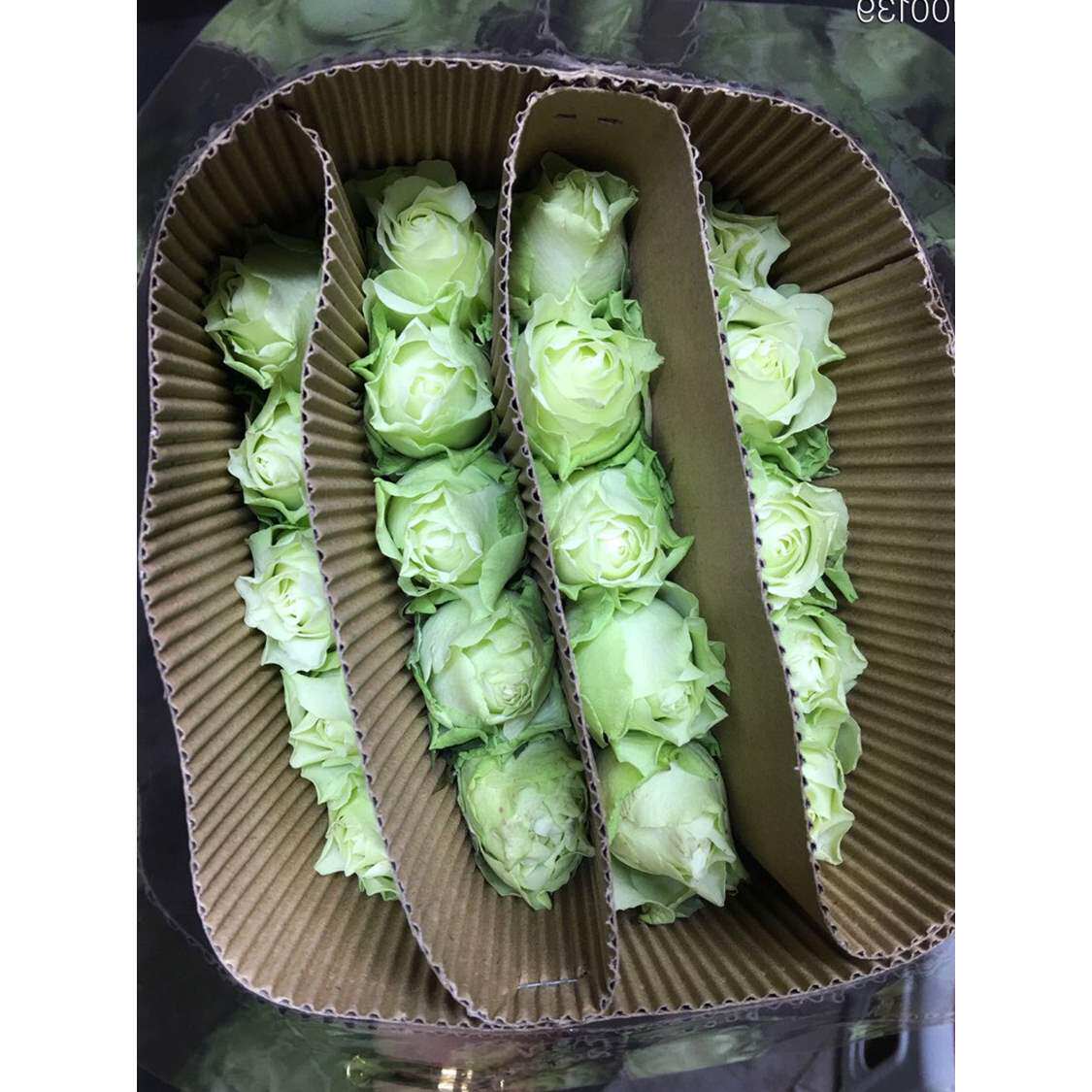 云南鲜花基地直邮玫瑰花天然绿色玫瑰20枝（15枝送5枝）|msdalam kategori penghantaran bunga/bunga simulasi/tumbuhan berkebun, penghantaran bunga (bandar) - dari Buy2taobao.com untuk memberikan perkhidmatan ejen Taobao profesional membeli