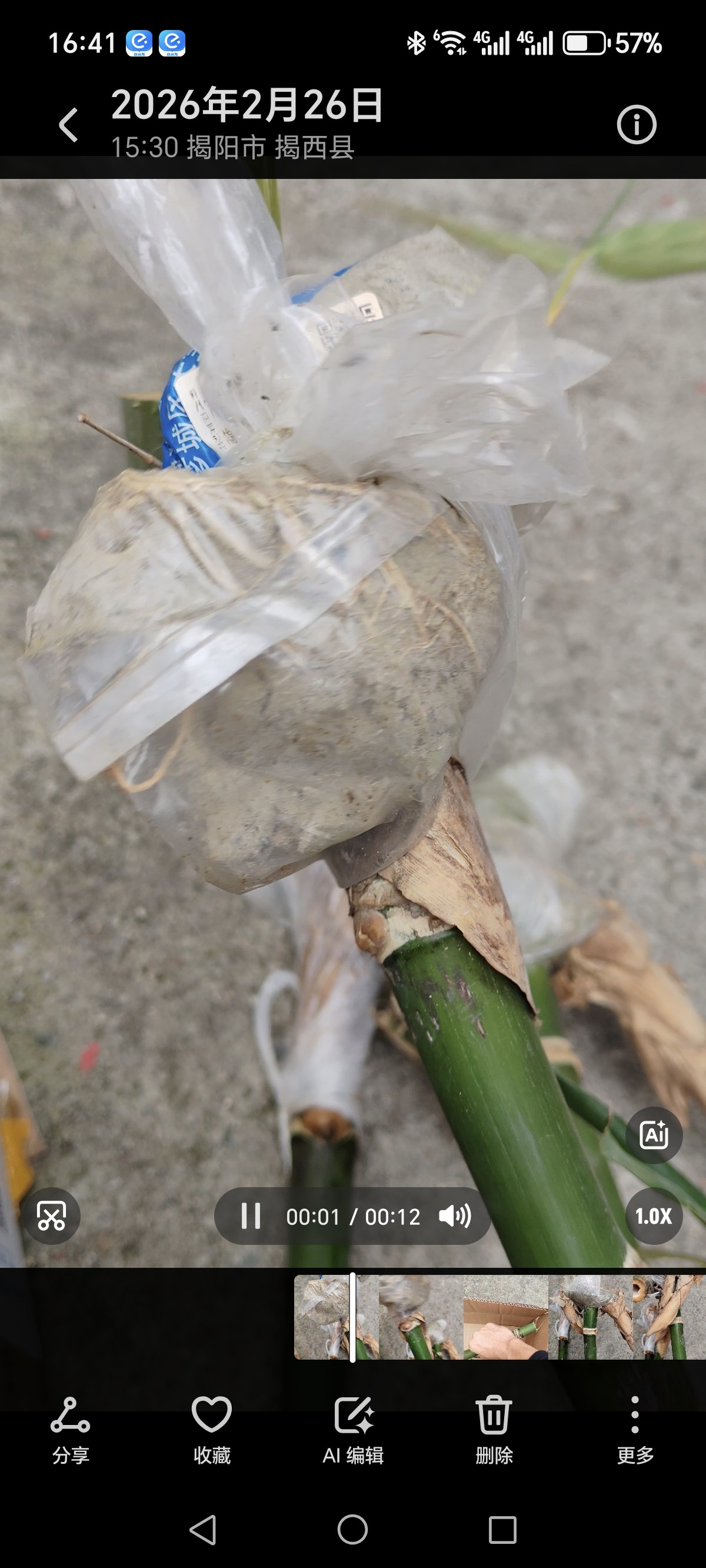 黄紫水果甜竹笋苗荒山种植经济作物可食用带土发货易成活基地直发图片