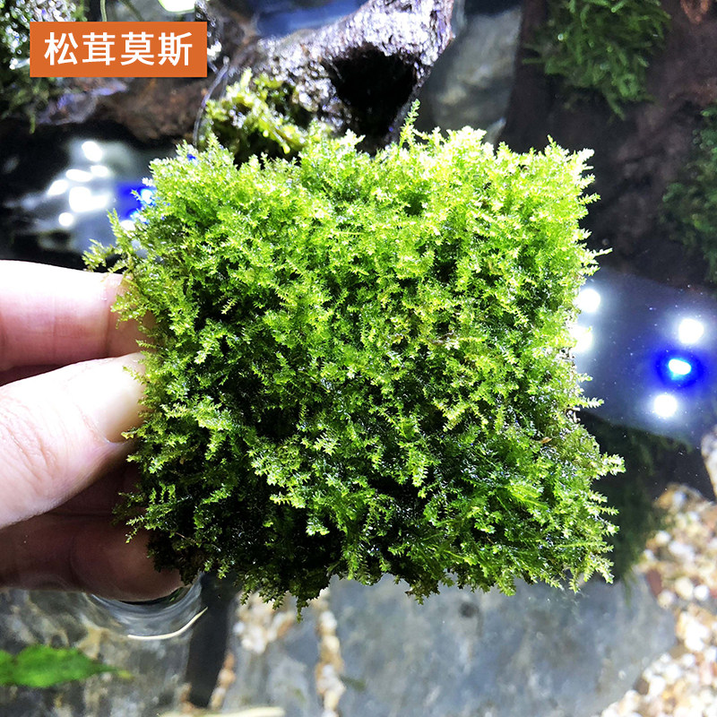 三角莫斯水草活体淡水松茸火焰垂泪莫斯前景草沉木水草造景装饰