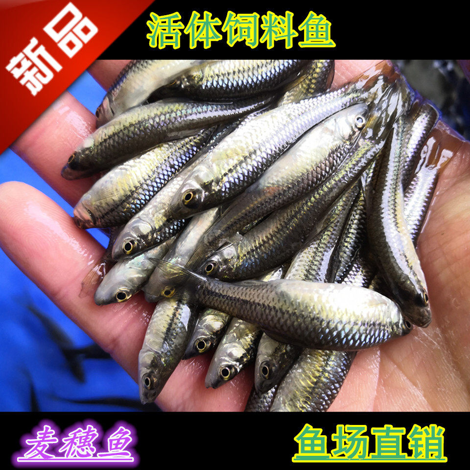 活体麦穗鱼苗饵料鱼乌龟活食金银龙活鱼鳄龟小鱼饲料鱼群游冷水鱼