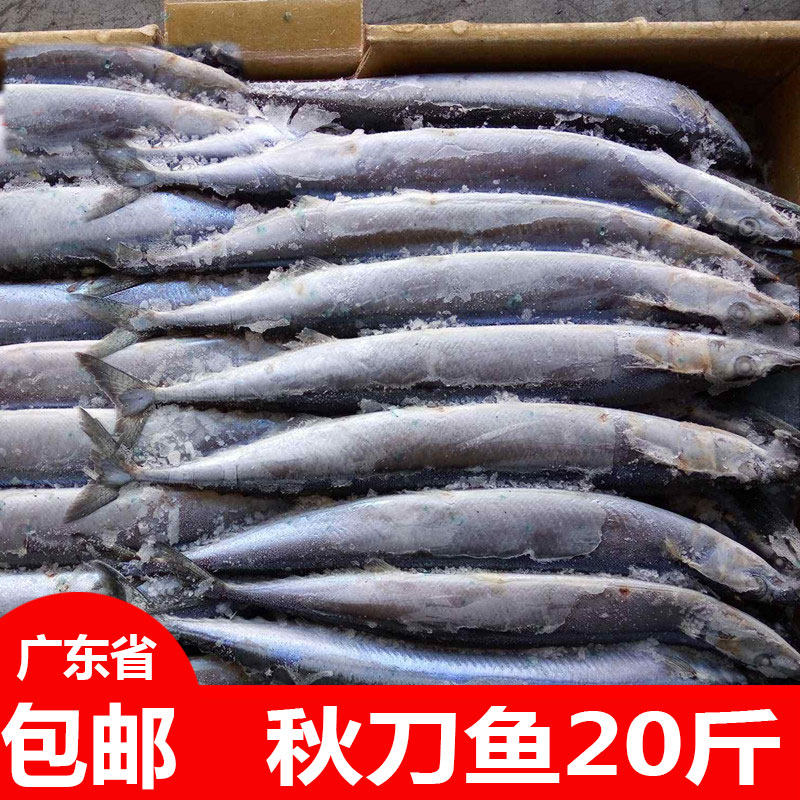 秋刀鱼新鲜冷冻广东包邮烧烤秋刀鱼整箱20斤1号烧烤秋刀鱼约80条