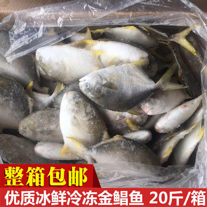 100/200金鲳鱼新鲜冷冻20斤餐厅饭店食材金昌鱼50条左右广东包邮