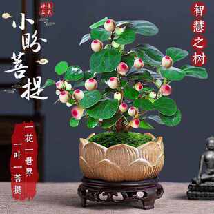 菩提树盆栽小盼菩提盆景带果中式禅意桌面摆件室内创意好养绿植物