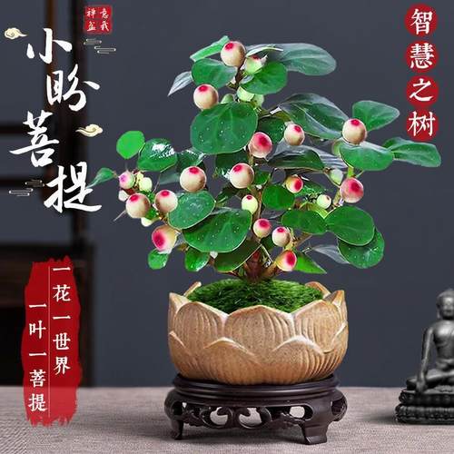 菩提树盆栽小盼菩提盆景带果中式禅意桌面摆件室内创意好养绿植物