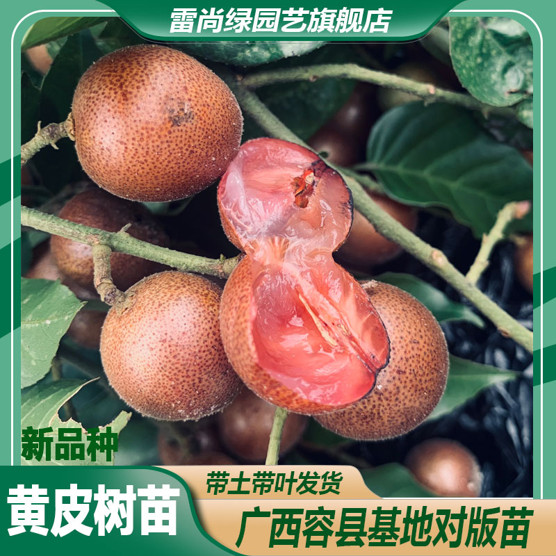 广西试种黄皮树苗鸡心贵妃无核紫肉黑金刚黄皮大树带土四季常绿