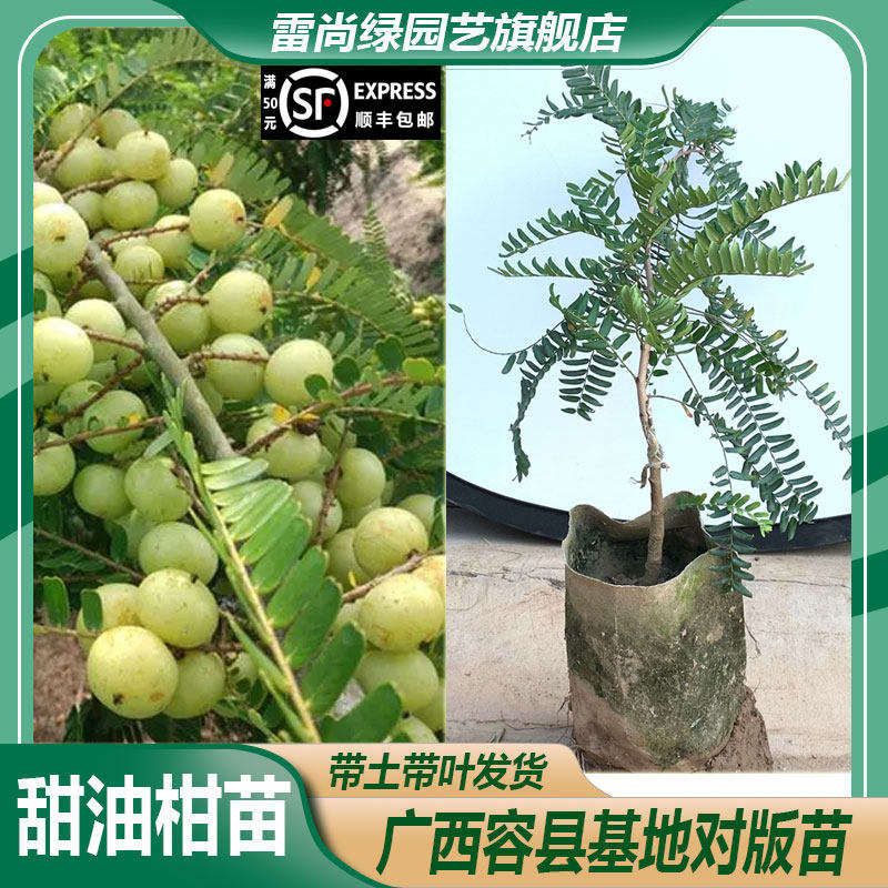 大果甜油甘树苗新品种嫁接高产余甘果苗大苗盆栽种苗南方种植常绿