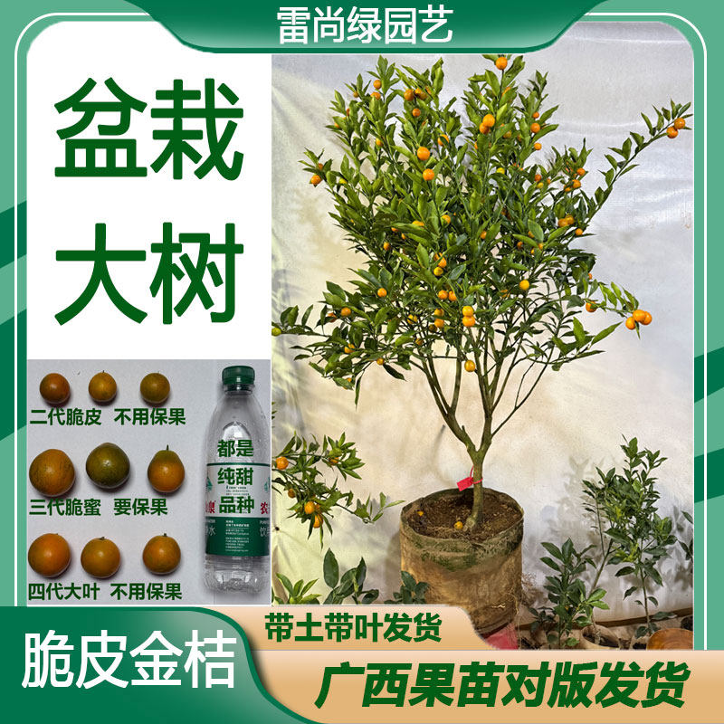 精选新品种大树二代脆皮金桔带果三代大果庭院盆栽种植