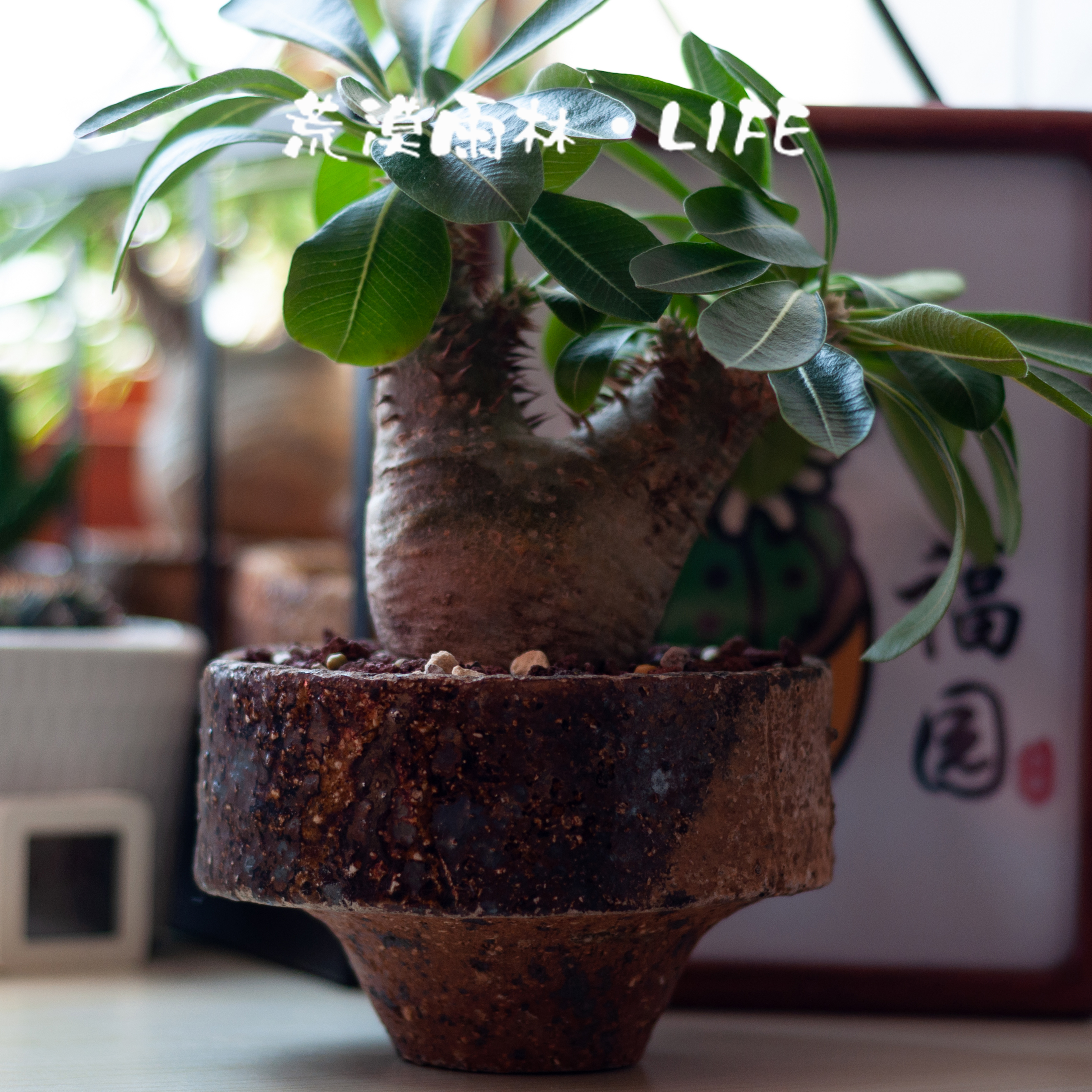 匣钵土陶盆粗陶块根龙舌兰花器