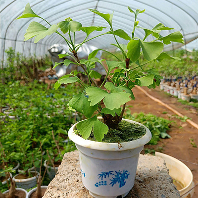 金叶大树苗别墅北方种植老桩盆景