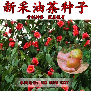 油茶种子 大果红花油茶种子 白花油茶 茶花山茶 茶树种子油茶树籽