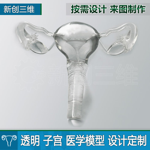 透明子宫卵巢3D打印医疗医学定制