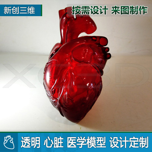 3D打印透明可拆装人体心脏左心房