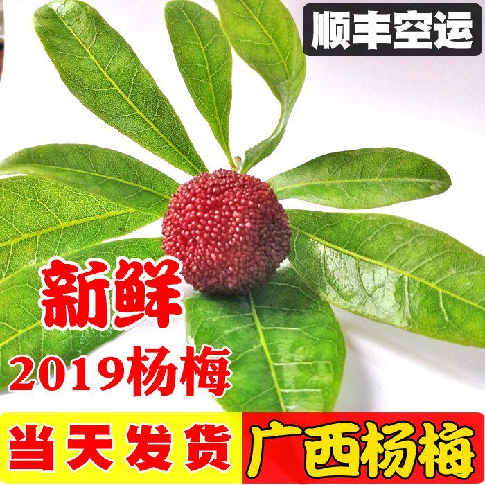 现货广西新鲜 杨梅水果1250克 现摘现发顺丰空运野生杨梅孕妇水果|ruв категории водной мясо/свежие фрукты и овощи/еда, свежие фрукты, другие - от Buy2taobao.com для оказания профессиональной услуги покупки агента Taobao
