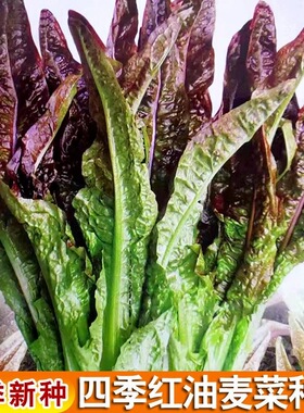 红叶油麦菜种子春秋四季播种青菜阳台盆栽田园高产油麦菜蔬菜种子