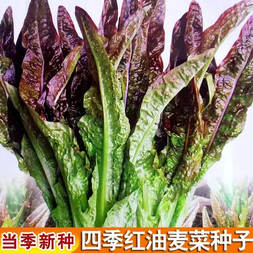 红叶油麦菜种子春秋四季播种青菜阳台盆栽田园高产油麦菜蔬菜种子