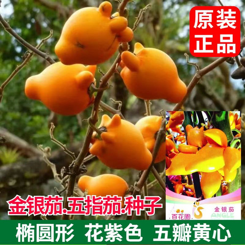金银茄种子乳茄种子五指茄种籽观赏盆栽五代同堂黄金果春秋四季籽