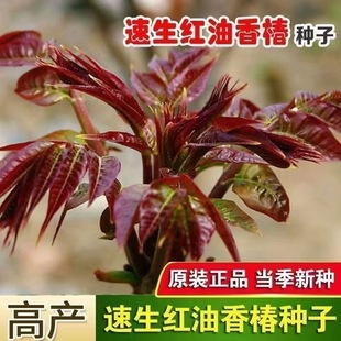 四季红油香椿种籽耐寒抗旱香椿树种子高产四季庭院食用红香椿种子
