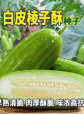 白皮棱子酥八棱脆瓜超大菜瓜种籽春秋播高产黄河脆瓜种子蔬菜种孑
