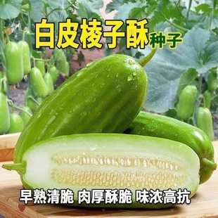 白皮棱子酥八棱脆瓜超大菜瓜种籽春秋播高产黄河脆瓜种子蔬菜种孑