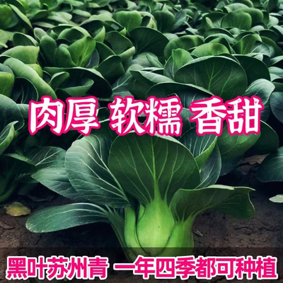 苏州青种子黑叶矮脚青梗菜黑大头上海青超甜脆好吃秋冬播农家菜种