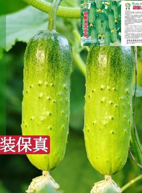 水果黄瓜种籽摘不败水果庭院阳台高产易种瓜果蔬菜春秋黄瓜种子孑