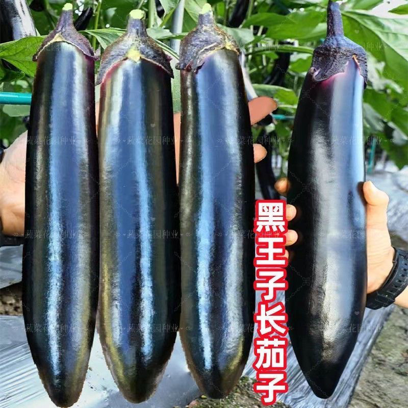 黑王子长茄种子四季早熟抗病高产大田庭院茄种子线茄子蔬菜种子籽