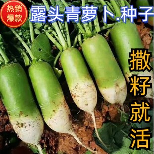 露头青萝卜种子大青萝卜籽高产抗病多季播种菜早熟大青萝卜种籽J