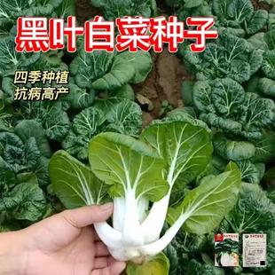 四季播黑油白菜种子原装脆甜黑叶矮脚奶白菜种籽小白菜蔬菜种子