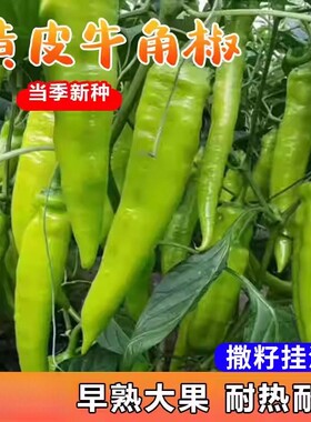 尚品牛角椒辣椒种子菜种子大全阳台易种四季辣椒籽盆栽蔬菜种子