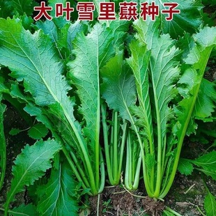 大叶雪里蕻种子秋播雪里蕻菜籽九头鸟雪菜种子腌咸菜农家种老品种
