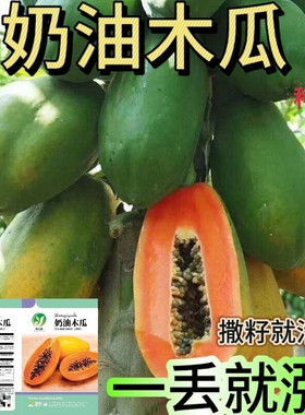 奶油木瓜种子四季播种阳台盆栽小院种植简单开花高产水果种子