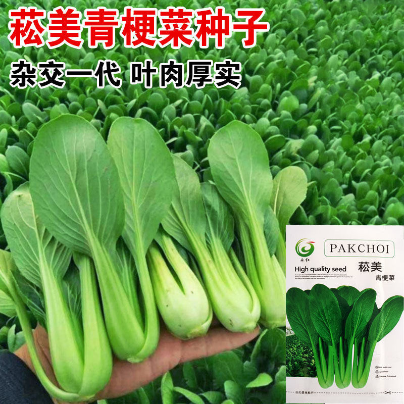 白菜种子四季播青菜种籽图片
