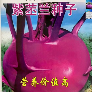 紫苤兰种子青苤蓝种籽四季好种耐寒春秋栽培球茎甘蓝种子蔬菜种子