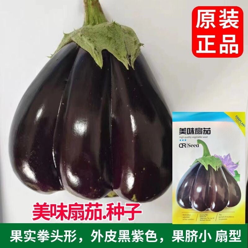 美味扇茄种子小胖手紫色面包茄子种子春秋阳台盆栽农家庭园种子