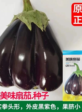 美味扇茄种子小胖手紫色面包茄子种子春秋阳台盆栽农家庭园种子