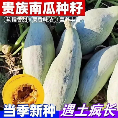 【冰糖子南瓜种子】四季种植早熟贵族丑南瓜板栗南瓜粉糯香甜皮薄