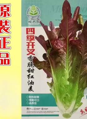 开叉红甜油麦菜种子开叉紫色莴苣四季耐热秋春秋播丫丫菜蔬菜种子
