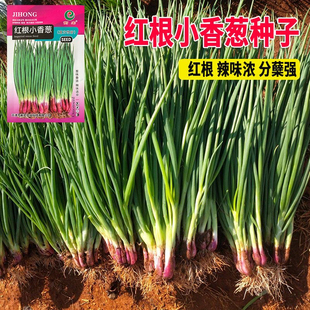 红根小香葱种子盆栽葱种红葱小葱种籽春季秋季四季阳台盆栽蔬菜孑